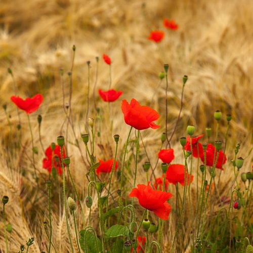 Bloeiende klaprozen tussen het koren