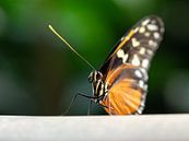 Prachtige vlinder van Mariëtte Plat thumbnail