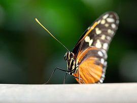 Prachtige vlinder von Mariëtte Plat