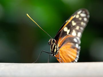 Prachtige vlinder van Mariëtte Plat