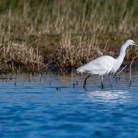 Aigrette garzette sur Dick van der Wilt