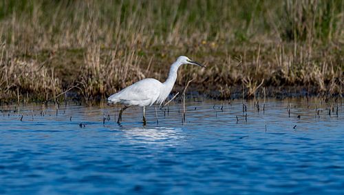 Aigrette garzette