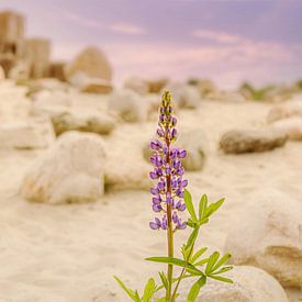Lone Lupin shines in the drought by Anita Meis