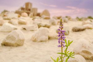 Eenzame Lupine straalt in de droogte