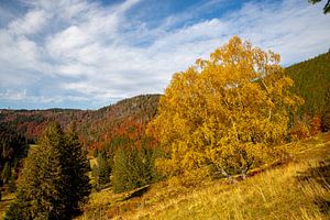 Birke am Menzenschwander Geißenpfad im Herbst