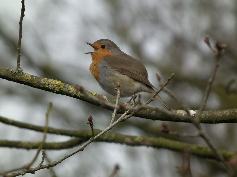 Roodborstje by Elja Hilboesen