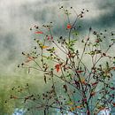 Autumn | Twickel Delden (2) von Rob van der Pijll Miniaturansicht