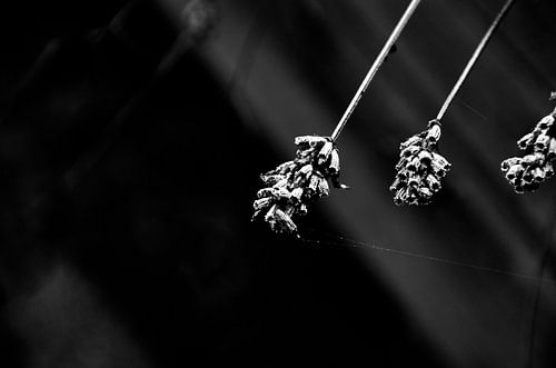 Schwarz & Weiß Lavendel