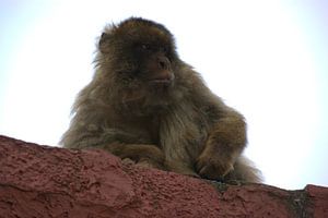 Affe in Gibraltar