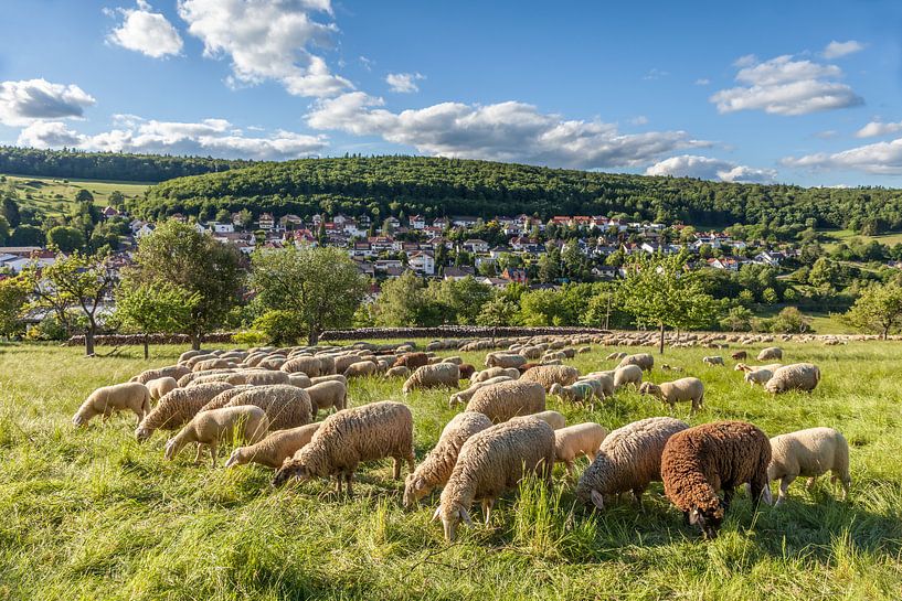 Schafherde im Taunus bei Engenhahn van Christian Müringer