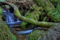 Wasserfall unter Baumstamm