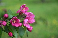 An apple tree in bloom in the park by Claude Laprise thumbnail