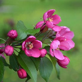 An apple tree in bloom in the park by Claude Laprise
