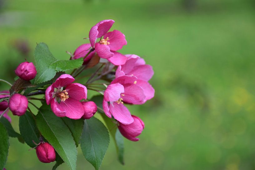 An apple tree in bloom in the park by Claude Laprise