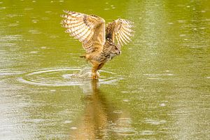 Een Oehoe hangt met gespreide vleugels boven een groen meer met reflectie in het water. van Gea Veenstra