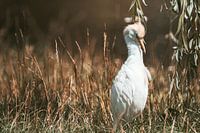 Koereiger in het hoge gras
