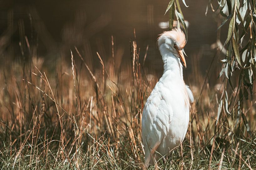 Cattle egret in the tall grass by Bob Mans