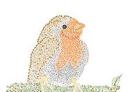Robins