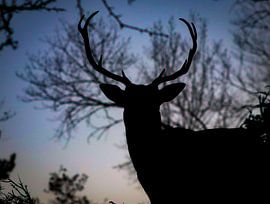 Scherenschnitt-Hirsch