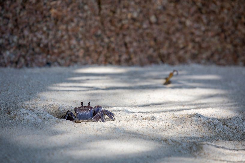 Neugierige kleine Krabbe am Strand von La Digue (Seychellen) von t.ART