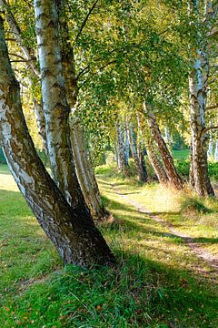 October birch by Ostsee Bilder