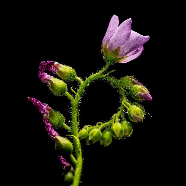 Kaapse Zonnedauw bloem - Droseracapensis alba van Rob Smit