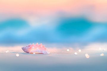 Muschel am Strand im Sonnenuntergang von Poster Art Shop