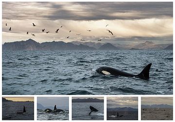 Orca Collage von Stephan Smit
