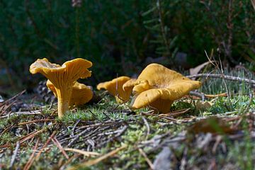 Chanterelles on the forest floor in autumn by Heiko Kueverling