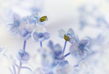 Toutes les créatures, grandes et petites....