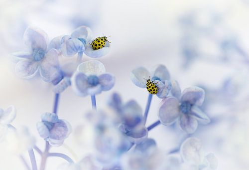 Toutes les créatures, grandes et petites....