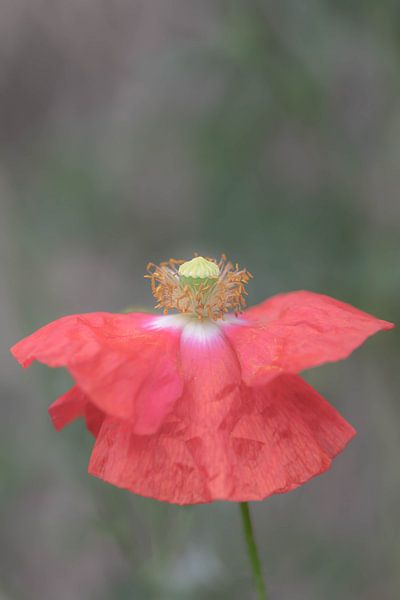 Klatschmohn von Ribbi