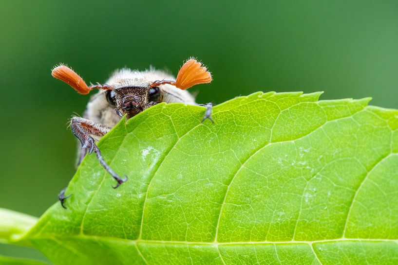 Chickadee von Christien van der Veen Fotografie