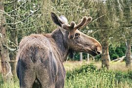 Moose in the nature of Sweden by Martin Köbsch