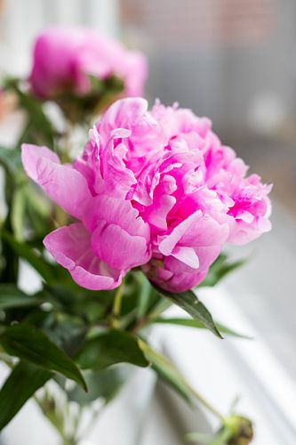 Peonie