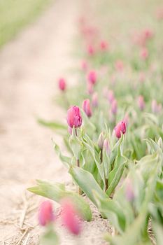 Beautiful Tulips