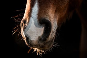 Paard Zonlicht op een Zachte Snuit Close-up van een Paardensnuit
