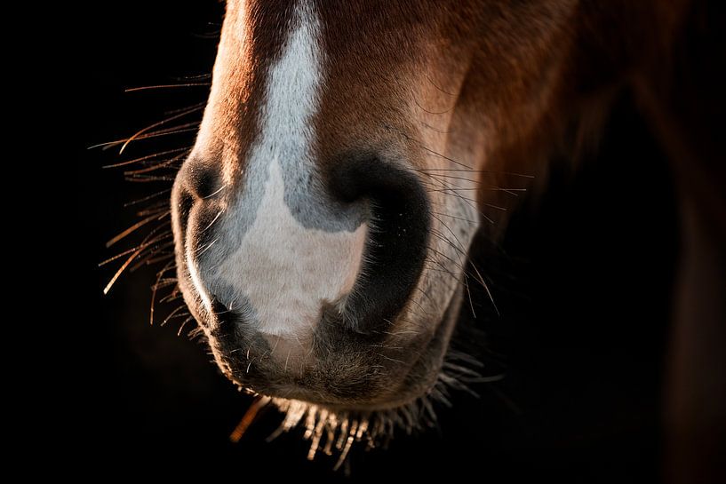 Paard Zonlicht op een Zachte Snuit Close-up van een Paardensnuit van Femke Ketelaar