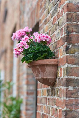 Bloeiende geranium op een huismuur