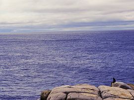 Sitting at the rock of the bay. by Isis van Noort
