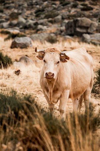 In het Hart van de Velden Rustieke Koe in Schoonheid