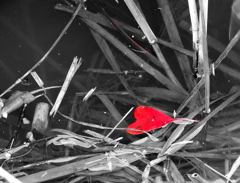 Floating Heart by Wijnand Kroes