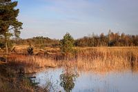 Boom reflectie in het Korenburgerveen
