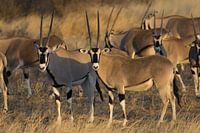 Oryx