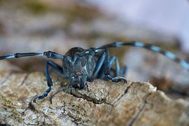 Longicorne asiatique (anoplophora glabripennis) sur Heiko Kueverling
