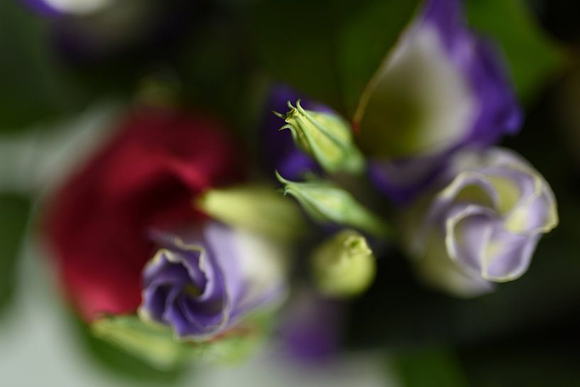 Flowers. by Grietje van der Reijnst