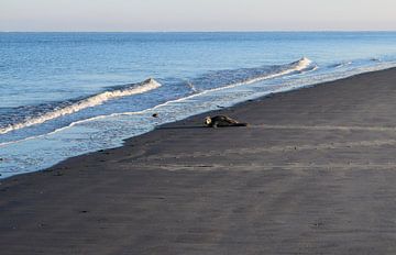 Phoque sur la plage de sable de la mer des Wadden sur l'île de Schiermonnikoog 's tôt le matin au lever du soleil sur Studio LE-gals