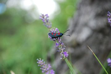 Blauwe vlinder van Jeffrey Reit