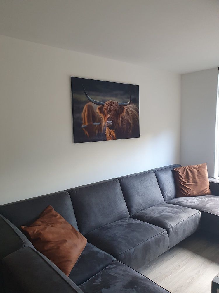 Scottish Highlander in evening light. Golden hour.  by Henk Van Nunen Fotografie 