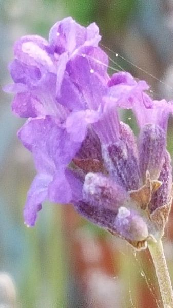 Lavendel France by Bieszlook MarionBieszke